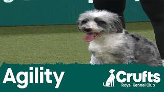 Agility - Crufts Singles Heat - (Jumping) - Medium | Crufts 2026