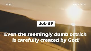 【 Job 39】Even the seemingly dumb ostrich is carefully created by God! ｜ACAD Bible Reading