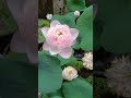 amery camellia lotus