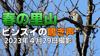 鳥・春の里山 ビンズイ の 鳴き声 2023年4月29日