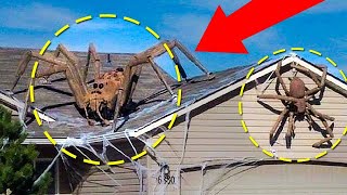 These Strange Creatures Were Locked Away for Years, Here's WHY