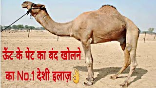 ऊंट के पेट का बंद खोलें मात्र 5 मिनट मे👍Treatment of Urine \u0026 Dung block in cattle🐪advik milk