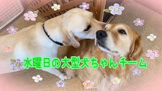 【幼稚園】紫竹山店　🍮水曜日の大型犬ちゃんチーム🍮