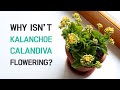 BEST TIPS | WHY ISN’T MY KALANCHOE CALANDIVA FLOWERING? | PLANT CARE