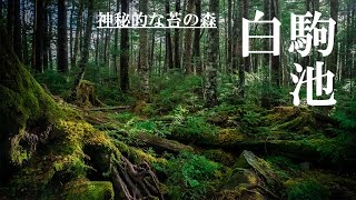 【白駒池・佐久穂町】神秘的な「苔の森」白駒池周遊と高見石からの絶景を見てリフレッシュしてきました。【風景写真を撮りに】