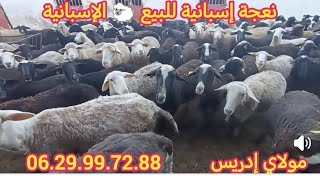 نعجة إسبانية للبيع 🐑🐑 مليحة والدة اوضارة إلي بغا يشري مرحبا بالجميع المرجو الاشتراك والبارطاج تشجيعا