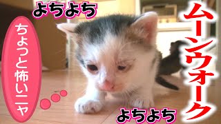 子猫の冒険！よちよち歩きのかわいい赤ちゃん猫が人間に驚き🙀後ずさり鳴き声を上げる姿が超かわいい!!【野良猫出産２５日】