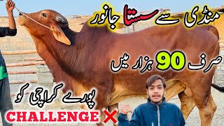 Sirf 90K Me | Mandi Se SASTA Janwar | Cow Mandi Karachi 2025 | Cow