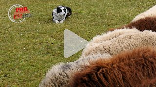 Une matinée autour du chien au Lycée d'Obernai