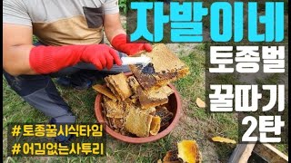 [농촌Vlog] 토종벌 꿀따기 2탄