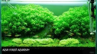 VITALUX LED水族燈:搭配專用三燈管燈座,可更換燈具多光譜配比(Aquarium LED Lighting)