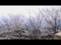 桜の名所「奈良吉野山の桜」、the place famous for cherry blossoms「nara yoshino」