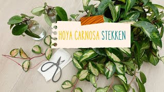 Hoya carnosa tricolor stekken