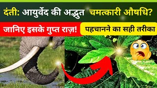 Danti Ke Fayde | Danti  Ka Paudha | Danti ki jhad | दंती की पहचान और प्रयोग | Danti Benefits