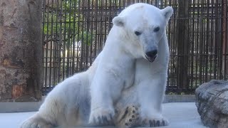 しろくまピースの優しく穏やかで幼い表情♪とべ動物園