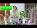 Easy to grow house plants for beginners 2023 | පස් නැතිව indoor plants හදන්නේ මෙහෙමයි |indoor plants