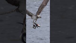 Osprey catches 3 fish🐟at once keeps 2 !! #shorts #wildlife #birds #viral #fishing #nikonz8 #ospreys