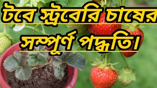 টবে স্ট্রবেরি চাষের সম্পূর্ণ পদ্ধতি।। Complete method of cultivating strawberries in tubs।।স্ট্রবেরি