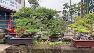 #七代園  #五葉松  #盆栽  #bonsai  #盆景  #山野草