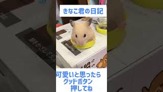 キンクマハムスター（きなこ）ピョコ🐹🩷　#キンクマ #ハムスター#かわいい#ショート動画#癒し#ペット