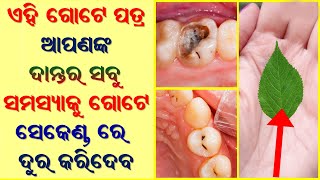 Health Tips | ଏହି ଗୋଟେ ପତ୍ର ଆପଣଙ୍କ ଦାନ୍ତ ର ସବୁ ସମସ୍ୟା କୁ ଶୀଘ୍ର ଦୁର କରିଦବ | Odia Bohu Healthy tips