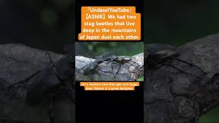 【ASMR】We had two stag beetles that live deep in the mountains of Japan duel each other.#mukbang