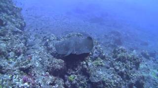 夏の八丈島ナズマドはカメ天国