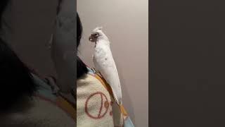 1階お散歩から2階鳥部屋へ！！アカビタイムジオウムの幸太郎さん！！