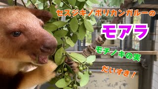 【よこはま動物園ズーラシア】セスジキノボリカンガルーのモアラ　モチノキの実大好き！