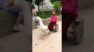 دان راكبة البطة 🦆🤣