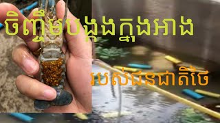 ការចិញ្ចឹមបង្កងទឹកសាប Crewfish,Raising Crawfish,Lobster