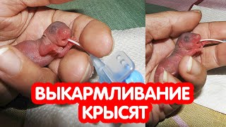 Выкармливание крысят. Как выкормить крысят?