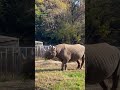 【東山動植物園公式】クロサイのアイと紅葉とスカイタワー　《 クロサイ　サイ 》 short