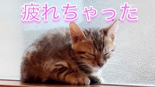 お迎えした初日に緊張疲れで急に眠くなっちゃった子猫が可愛い笑（ヒョウ柄のベンガル猫ぱる）