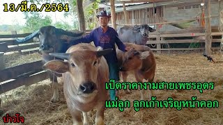 🐃บ่าวโจ🐃 // ⭐เปิดราคาควายงามสายเพชรอุดร ของร้อยตำรวจโทสิงผ่าน⭐