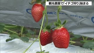 イチゴ狩りオープン　ハウス栽培する観光農園で　甘い香りの漂う中で家族連れらが味わう　愛知・西尾市 (21/12/26 07:49)