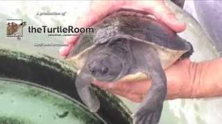 One of the World's Rarest Turtles