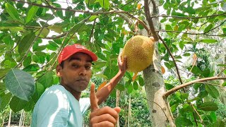 জাতীয় ফল পাকার আগেই কেন গাছ থেকে সংগ্রহ করলাম || Our national fruit is jackfruit