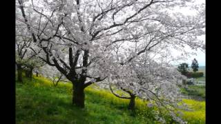 久喜菖蒲公園、吉見桜堤公園