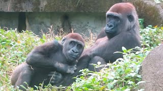 小金剛Jabali的安靜式撒嬌Jabali has a good relationship with his mama#金剛猩猩 #gorilla