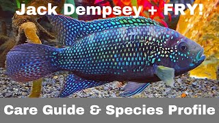 JACK DEMPSEY - Care Guide (PLUS FRY!)