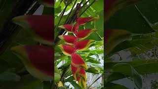 Heliconia Rostrata (Hanging Lobster Claw), #flower #nature #houseplants #plantlife #plants