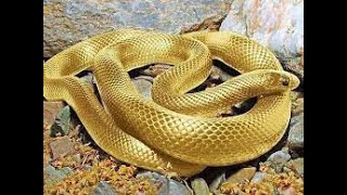 🐍అక్కడ అడుగు పెడితే మరణమే | Snake Island | #shorts