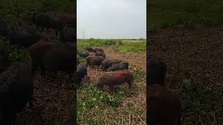 amazing brain boar | village farm  | Big pigs videos #shorts #boar#hog #pigs #baby pigs ##shorts