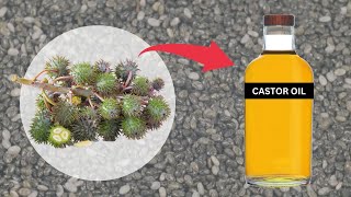 How Castor Oil is Made