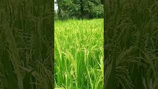 Silky 277paddy #myfarming #nature #agriculture #shot