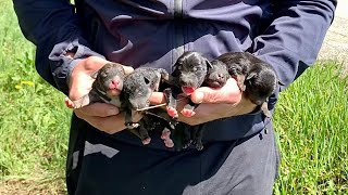 Abandoned dog mama cares for her newborn puppies in the canal by the roadside