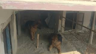 Couple of Black Garman Shaft Dogs,Mating and, Crossing Process,dog Mating dog & Breeding Black Do