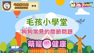 《萌寵愛健康》狗狗常見的關節問題有哪些？毛孩鮮食安全指南