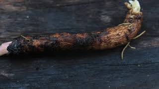 Growing Burdock plants in containers. #burdock #containerplants